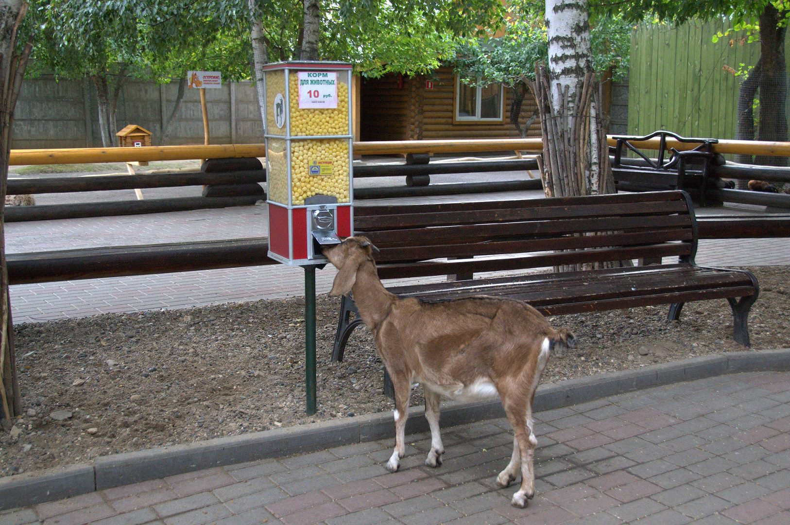 Зоопарк Лимпопо в Нижнем Новгороде